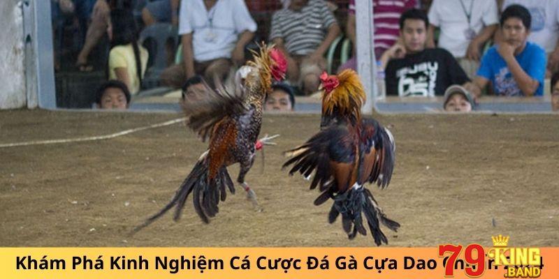 Kinh Nghiệm Cá Cược Đá Gà Cựa Dao
