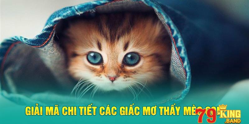 Giải mã chi tiết các giấc mơ thấy mèo con